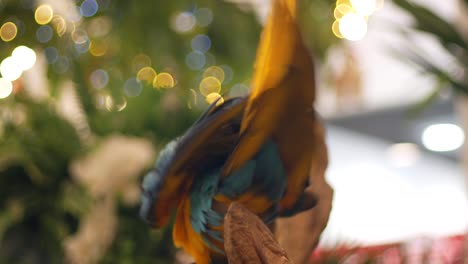 Macore-Bird-Hold-on-tree-branch.-Beautiful-macore-Parrot-bird-standing-on-a-wooden.