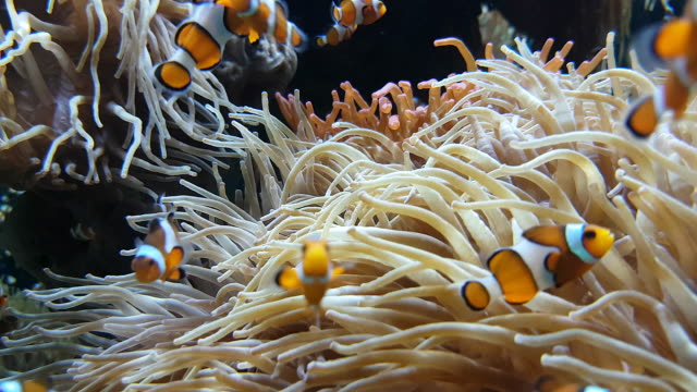 Viele-Clownfisch-und-Seeanemone-Partnerschaft