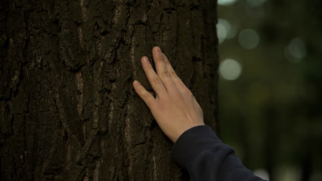 Males-hand-touching-tree-trunk,-loving-nature,-environmental-protection-and-care