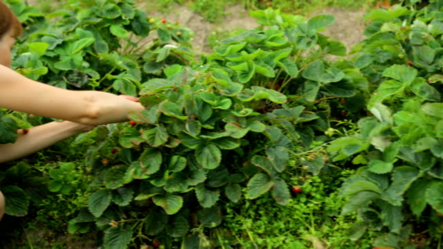 Frau-pflücken-Erdbeeren-im-Garten
