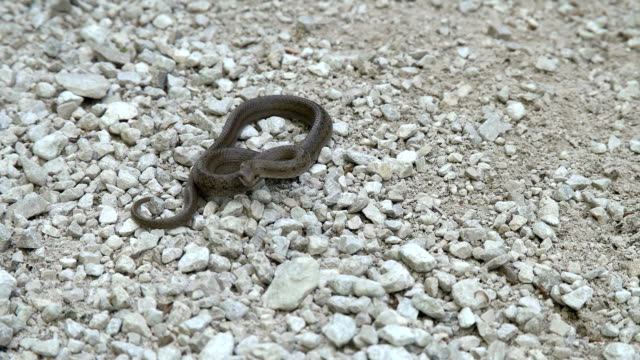 Snake-on-stony-ground
