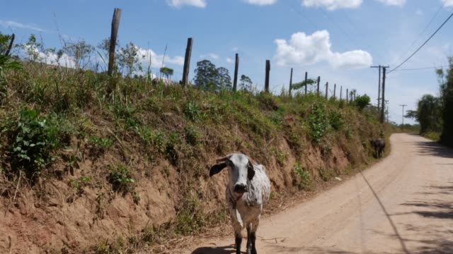 Driving-on-a-Brazilian-Countryside