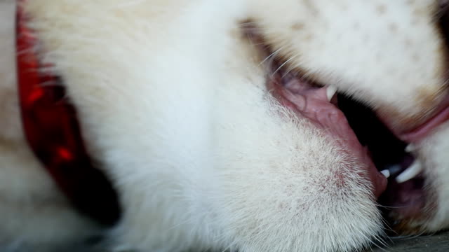 Der-weiße-Tiger-Gesicht-Nahaufnahme-und-beim-lecken-der-Zunge