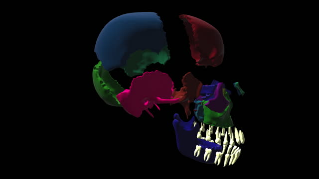 Human-skull-side-bones-Rotation