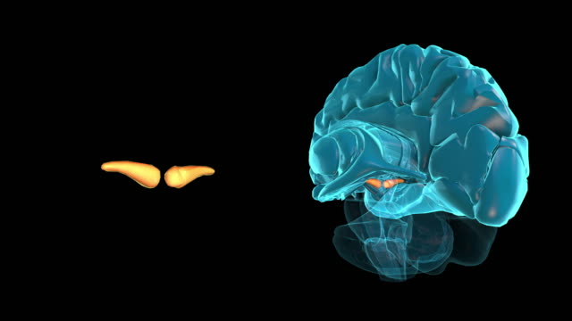 Gehirn-Superior-colliculus
