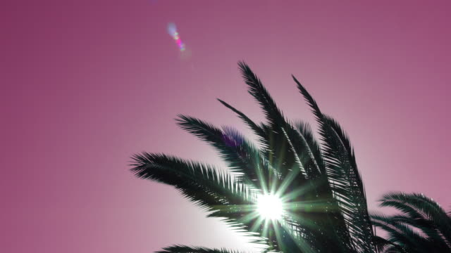 Palm-tree-swaying-against-red-sky-with-sun-flare,-bottom-view