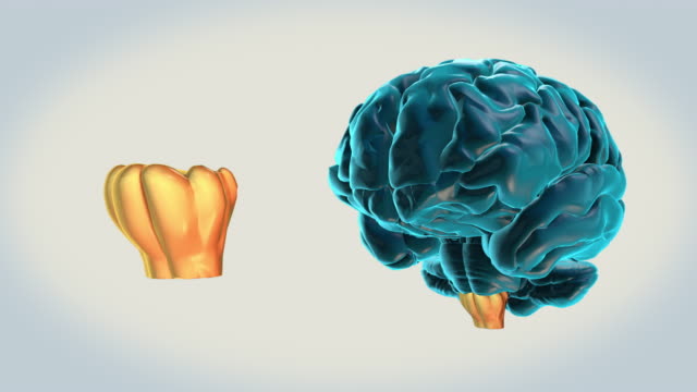 Gehirn-Medulla-Oblongata-auf-weißem-Hintergrund