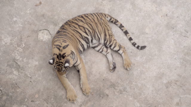 Bengal-tiger