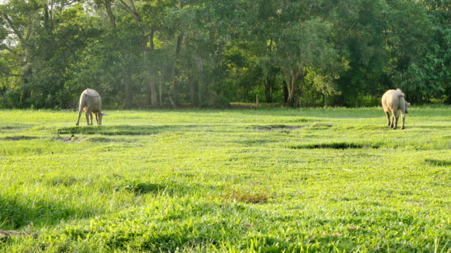 green-grass-on-green-field