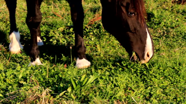 Schöne-braune-Pferd-Essen-grass