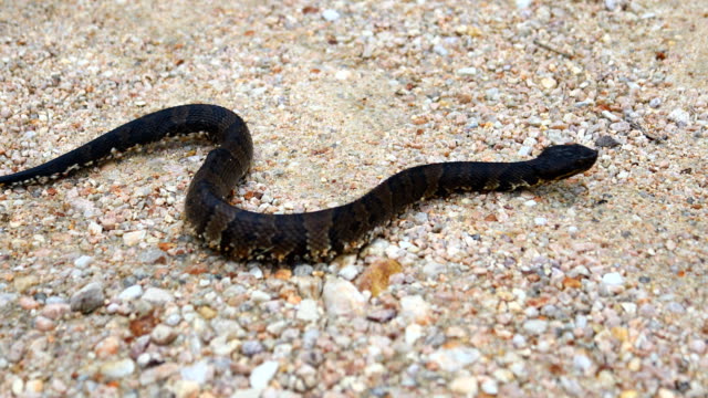 Serpiente-mocasín-de-agua