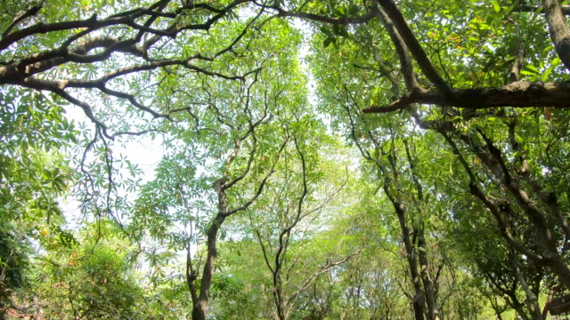 Dolly-emotionale-Sonne-beobachten-durch-Bäume-und-Blätter