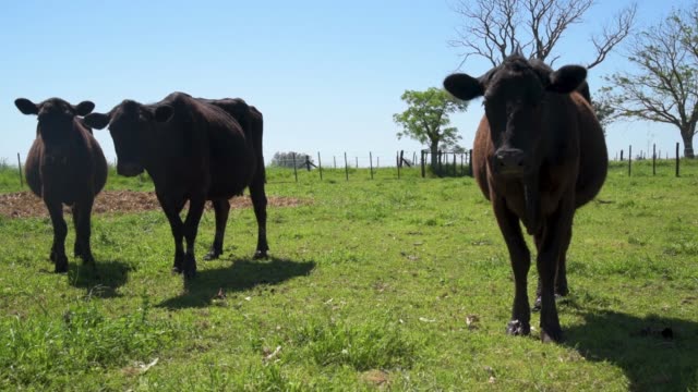 Einige-Kühe-und-ein-Kalb-an-die-Kamera-an-einem-sonnigen-Tag-im-Sommer-oder-im-Frühjahr-beobachten