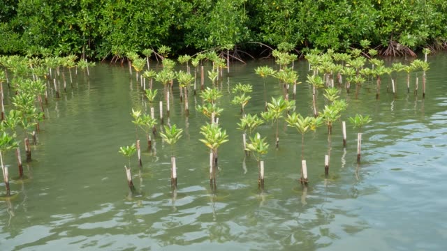 Árbol-de-manglares