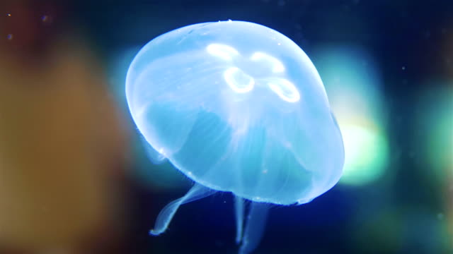 Medusas-en-el-agua-en-4-k-lenta-60fps