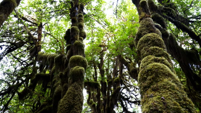 Kabinenhaube-Wald-Boden-Neigung-nach-unten-der-Moos-bedeckt-Ahorne-in-Hoh-Regenwald