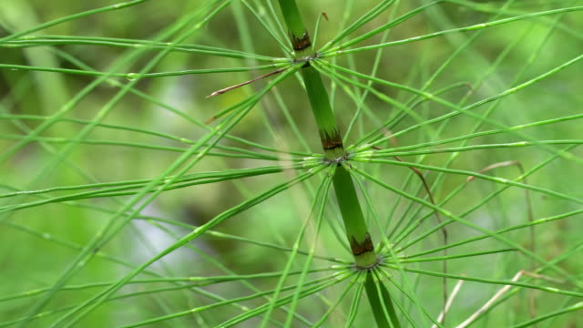 close-up-of-horsetail-plant-beside-a-creek-at-hoh-rainforest