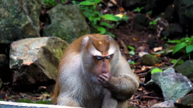 El-mono-se-encuentra-en-la-selva-de-la-selva.-Asia,-hábitat-natural
