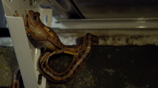 Rata-serpiente-comiendo-ranas-leopardo-en-Exterior-casa