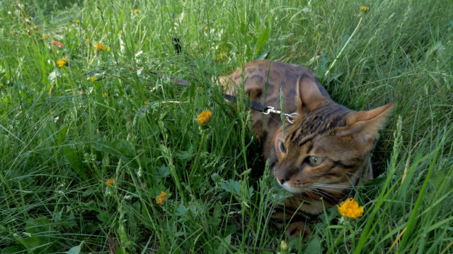 Eine-Katze-Bengalen-Spaziergänge-auf-dem-grünen-Rasen.