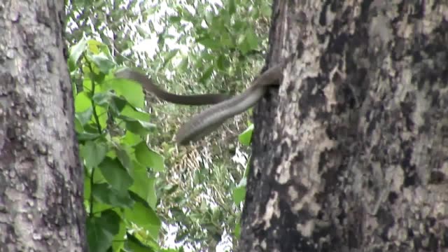 Wilde-Schlange-Baum-Afrika-Savanne-Kenia