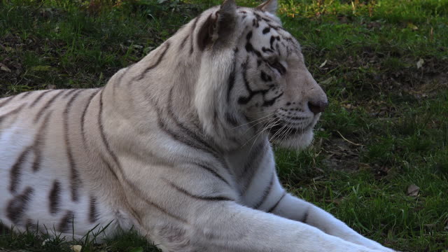 Die-majestätischen-weißen-tiger