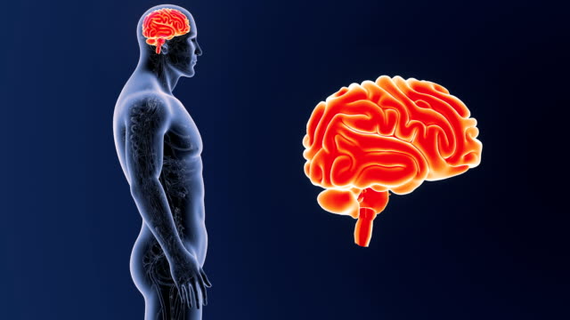 Cerebro-humano-zoom-con-sistema-circulatorio
