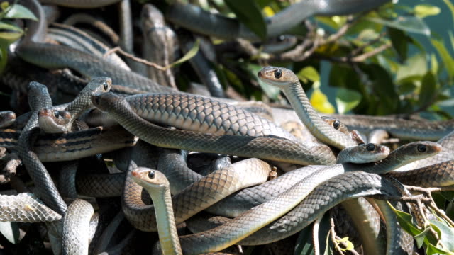 Orientalische-Ratte-Schlangen
