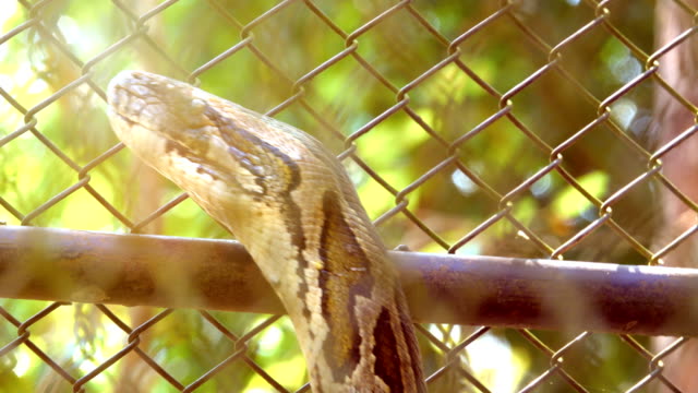 Nahaufnahme-Kopf-Boa-Schlange-bewegen-und-setzen-Sie-auf-Zunge-ist-gefährliche-Schlange