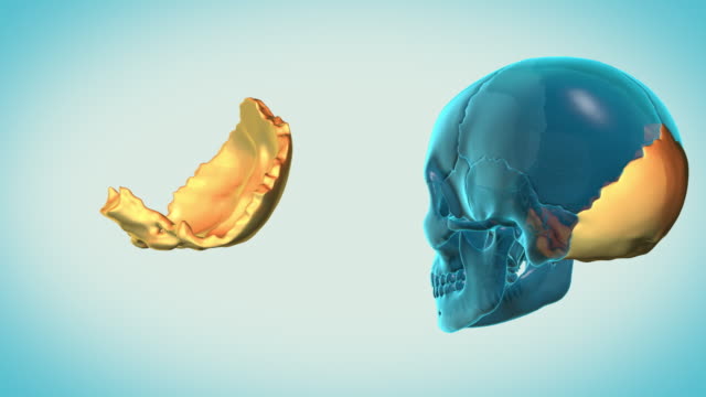 Occipital-Bone-with-a-heavenly-background