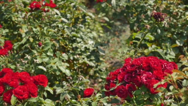 Rote-Rosenbusch-mit-glänzend-grüne-Blätter.-Weiten-Blick