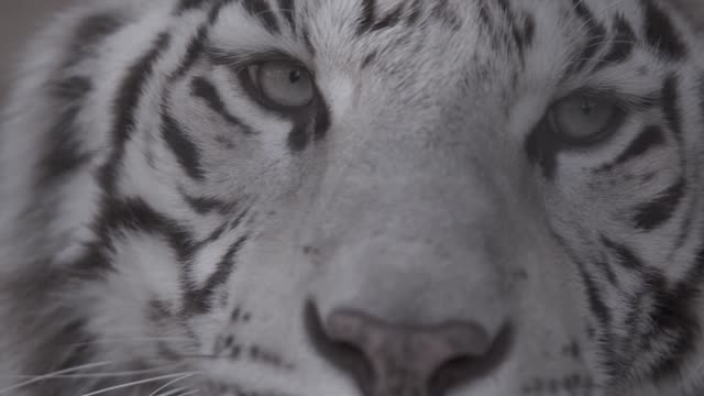 traurige-Augen-eines-Tigers