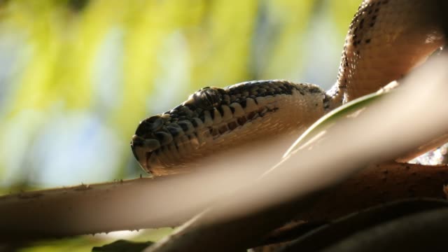 Snake-serpiente-reptil-en-árbol-diamante-Python