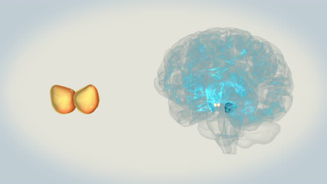 Gehirn-Mammillary-Körper-auf-weißem-Hintergrund