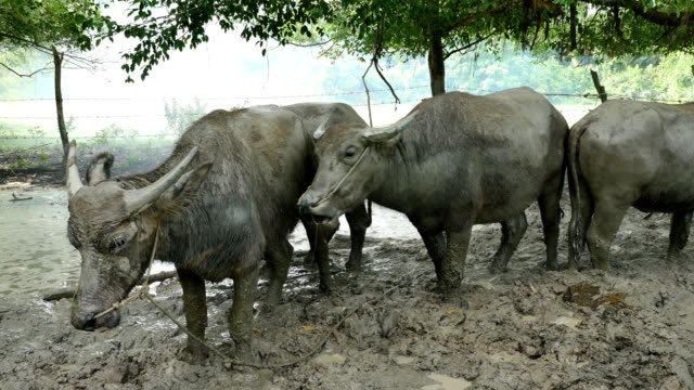 buffalo-head-standing-on-the-mud