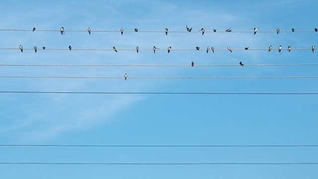Bandada-de-pájaros-en-los-cables-eléctricos-se-registró-mientras-prinking.-Pájaros-blancos-y-negros-contra-el-fondo-de-cielo-azul-cubren-de-nubes-ligeras.