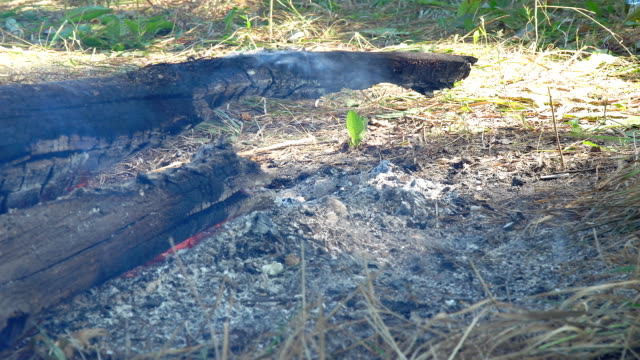 Holzscheite-schwelen-über-dem-erloschenen-Feuer