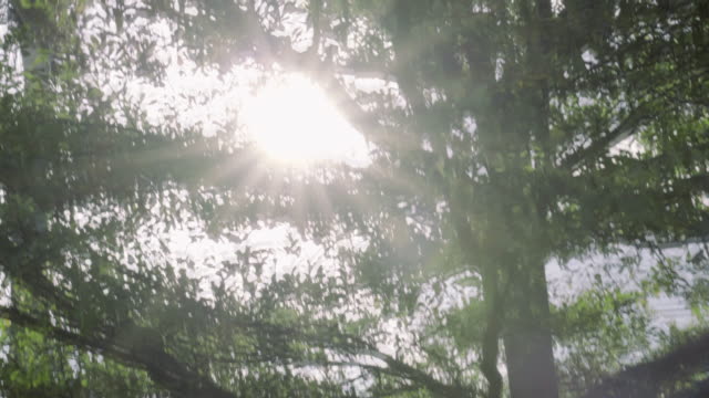 Sun-Ray-Flare-panorámica-del-árbol