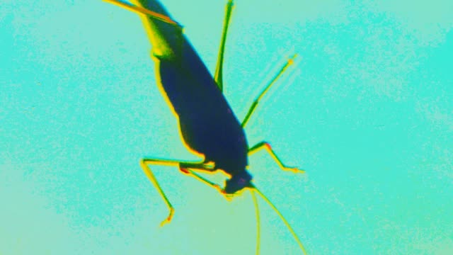 vista-macro-de-insectos-bug