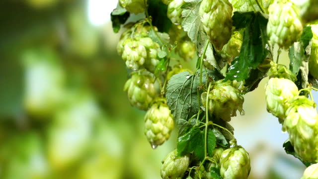 Twig-of-hops-on-the-plantation-on-the-rainy-day-in-Slow-motion-180fps