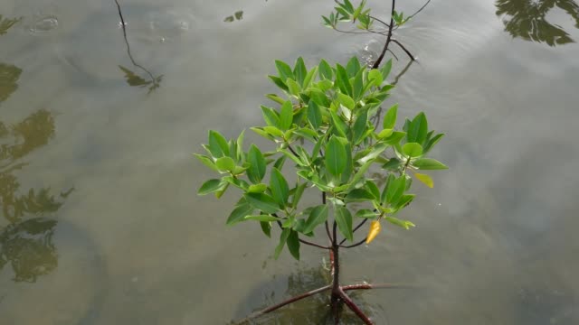Mangroven-Baum