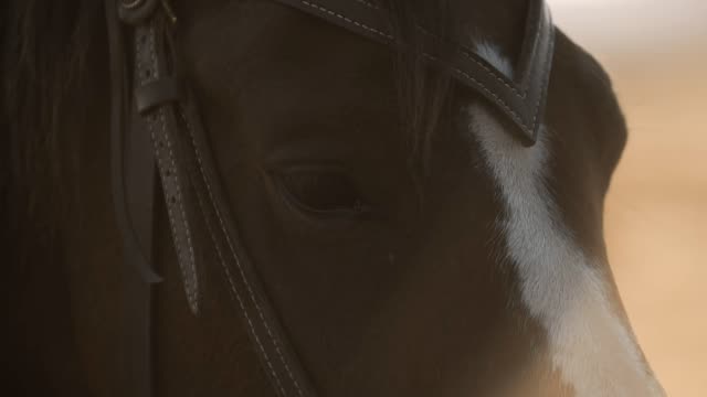 Extreme-close-up-of-eyes-of-thoroughbred-racehorse.-Eyes-of-beautiful-horse