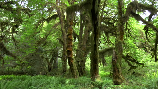 Pfanne-aus-Ahorn,-die-Bäume-auf-dem-Flur-der-Moose-in-Hoh-Regenwald-zu-Fuß