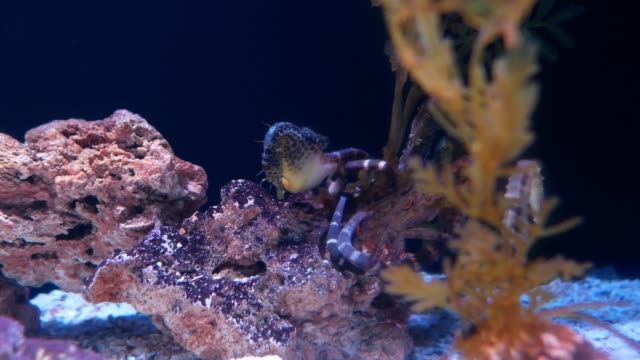 Caballo-de-mar-en-acuario.