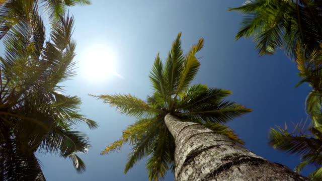 4-K-video-einer-Palme-Baum-rotierenden-POV-Ansicht-von-unterhalb.-Exotischer-Urlaub-Ferien-verbringen-Konzept.