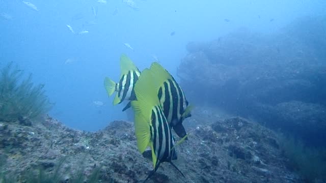 Gestreifte-Eberfische-schwimmen-gemächlich-unter-dem-Meer.