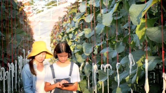 Asiatische-Frau-Bauer-und-Mädchen-mit-digitalen-Tablet-für-die-Überwachung-der-Produktion-von-Melone