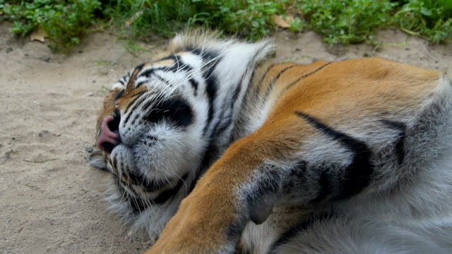Schlafen-tiger.