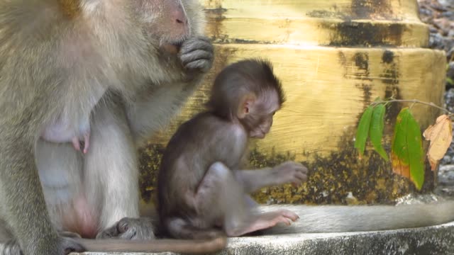 Curious-Infant-Monkey-With-Mother