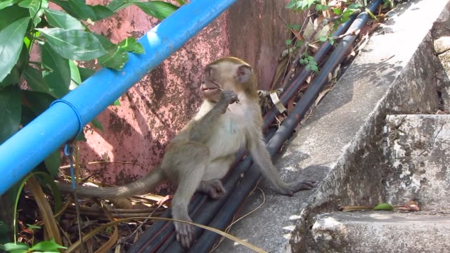 Monkeys-on-a-Staircase